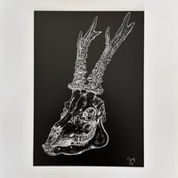 Image 2 of Roe Deer