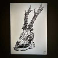 Image 1 of Roe Deer
