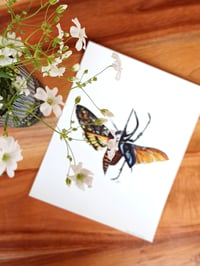 Image 4 of Death's-head hawkmoth & Atlas Beetle Watercolor Illustration PRINT 