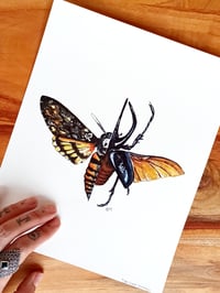 Image 5 of Death's-head hawkmoth & Atlas Beetle Watercolor Illustration PRINT 