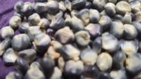 Image 1 of Pack Of Unique And Beautiful Blue Hopi Corn Kernels! Beautiful As Home Decor, Untreated