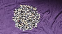 Image 2 of Pack Of Unique And Beautiful Blue Hopi Corn Kernels! Beautiful As Home Decor, Untreated