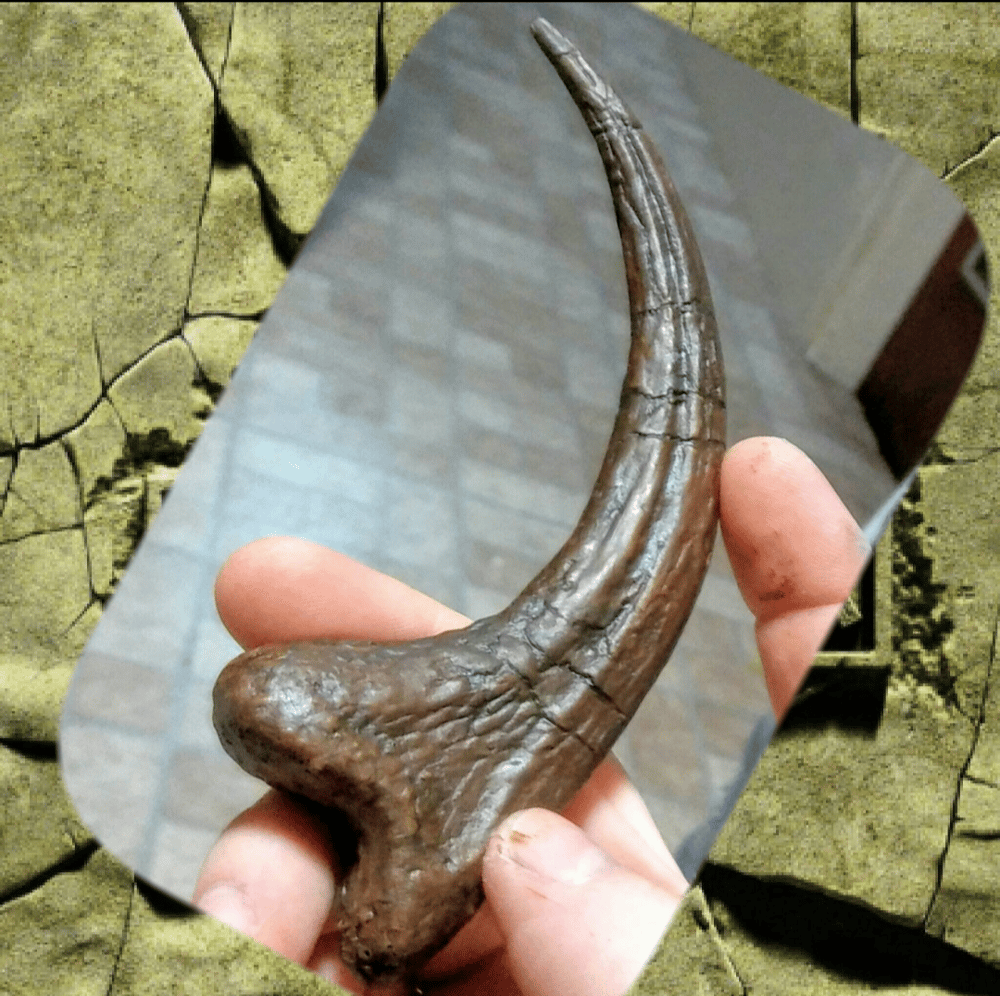 Velociraptor Claw