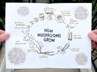 Image 4 of Mushroom Chap Book