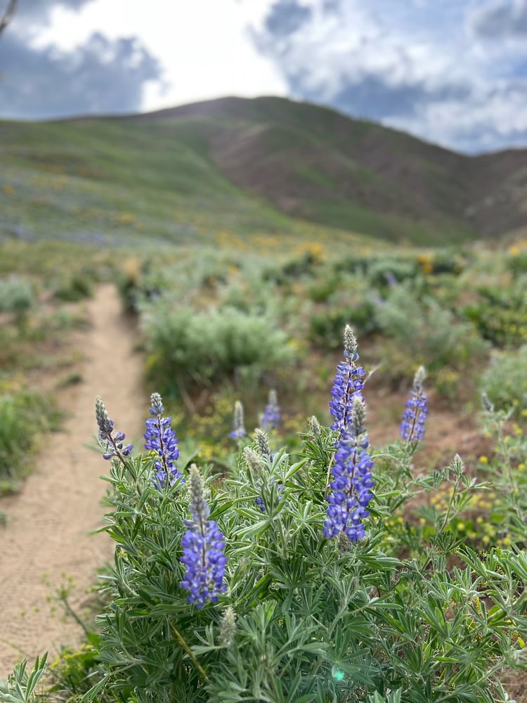 Image of Eastern WA Wildflowers ADVENTURE Session - SPRING (2024) - $1500