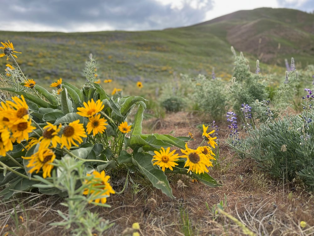 Image of Eastern WA Wildflowers ADVENTURE Session - SPRING (2024) - $1500