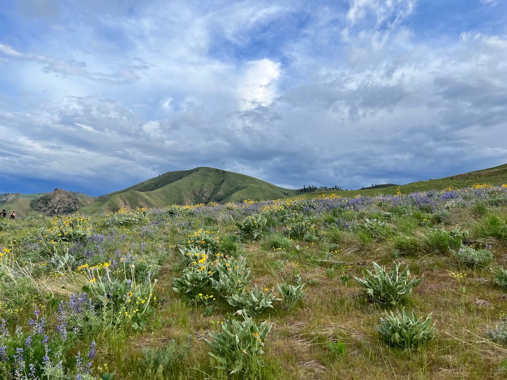 Image of Eastern WA Wildflowers ADVENTURE Session - SPRING (2024) - $1500