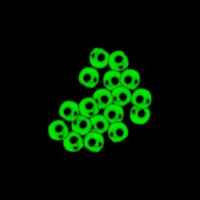 Image 4 of Maniac 2.0 “Glow” 