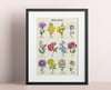 BIRTH FLOWERS Botanical Art Print and Notecards Set