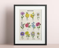 Image 1 of BIRTH FLOWERS Botanical Art Print and Notecards Set