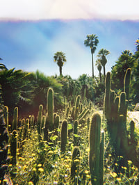 'Mossèn Costa i Llobera' Print