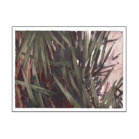 Image 1 of SISA SOLDATI - Glorious Yucca I
