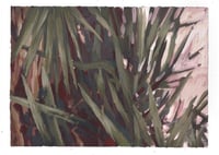 Image 2 of SISA SOLDATI - Glorious Yucca I