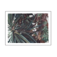 Image 1 of SISA SOLDATI - Glorious Yucca II