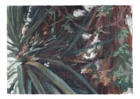 Image 2 of SISA SOLDATI - Glorious Yucca II