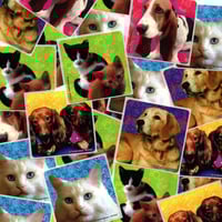 Image 1 of puppy + kitty stickers