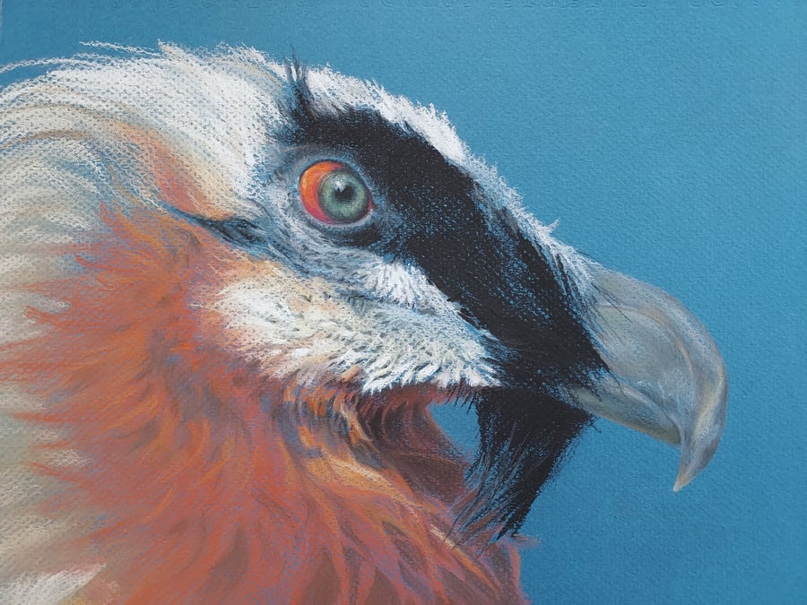 Image of Bearded Vulture - Pastel