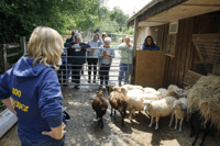Sheep keeping course Bodmin Cornwall April 6th 2024