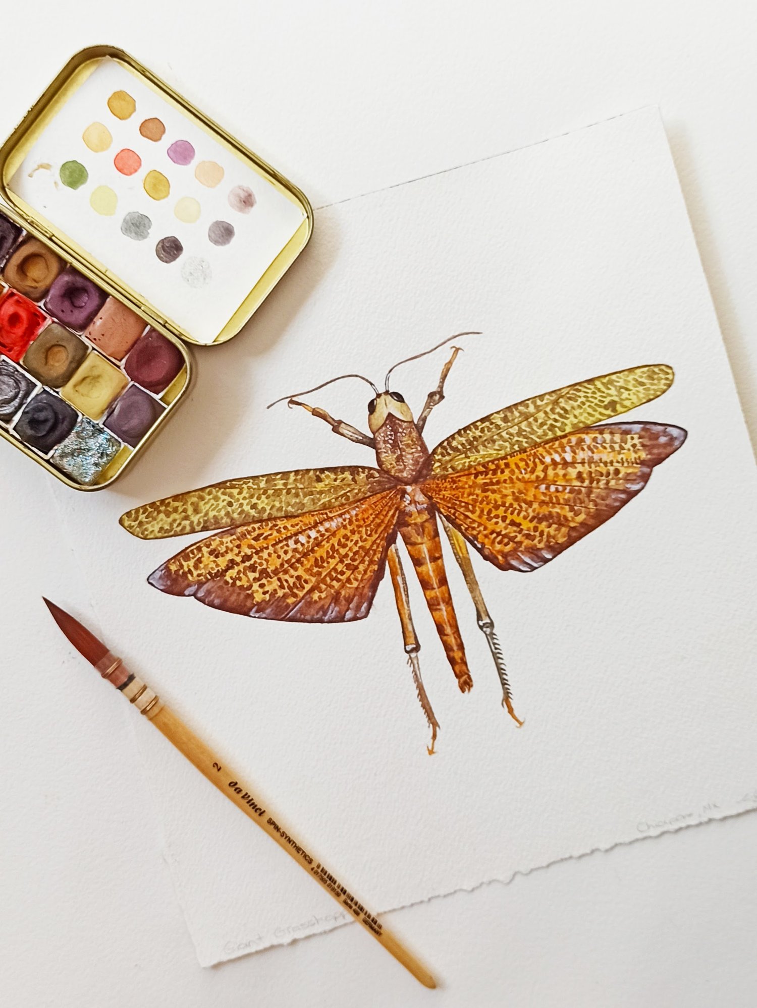 Image of Giant Grasshopper Watercolor Illustration PRINT 