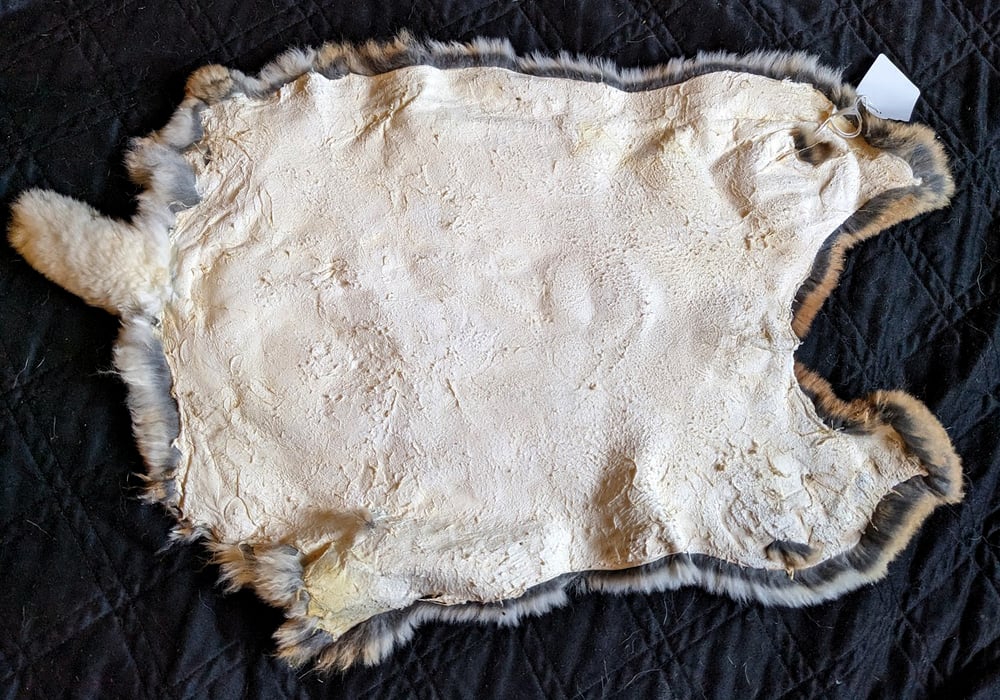 Image of Castor Rex Back Pelt