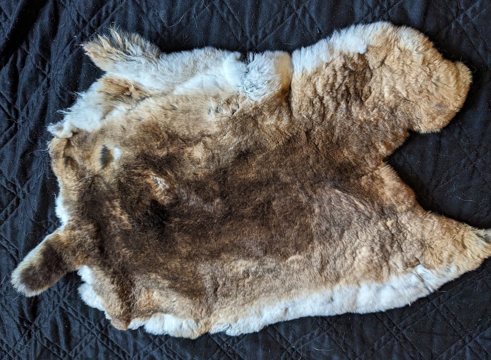 Image of Castor Rex Back Pelt