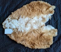 Image 1 of Dorsal-cut Booted Red Rex "Back Pelt"
