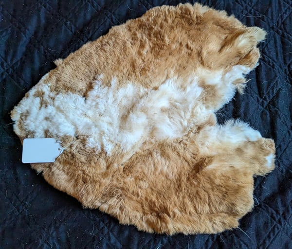 Image of Dorsal-cut Booted Red Rex "Back Pelt"