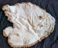 Image 2 of Dorsal-cut Booted Red Rex "Back Pelt"