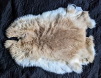 Image 1 of Fawn Back Pelt