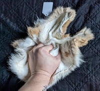 Image 2 of Fawn Back Pelt