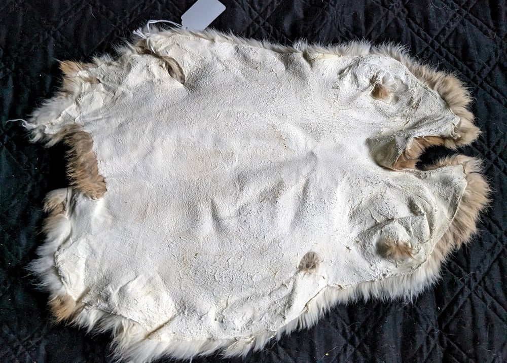 Image of Fawn Back Pelt