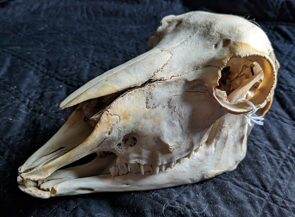 Image of Kathadin Sheep Skull