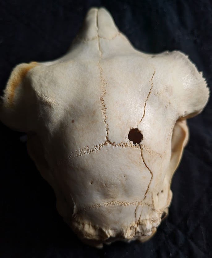 Image of Kathadin Sheep Skull