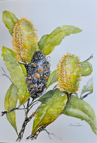 Coastal Banksias