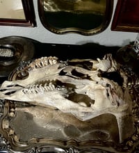 Image 2 of Vintage Cow Skull