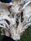 *NEW* Hen of the Woods extract