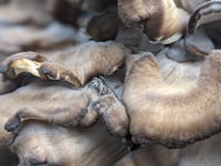 Image 4 of *NEW* Hen of the Woods extract