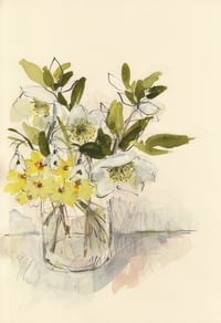 Primroses and hellebores