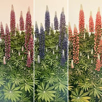 Image 2 of Lupins (blue)