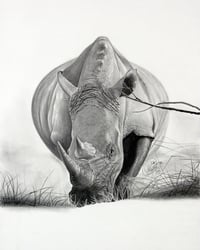 Image 1 of White Rhino - Open Edition Fine Art Print - 8" x 10"