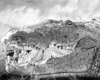 Image 1 of Nile Croc - Open Edition Fine Art Print - 8" x 10"