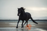 Equine Photography Beach Masterclass