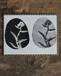 Image 1 of Achillea • Monotype paper print