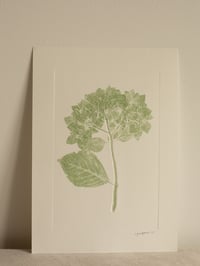 Image 1 of Hydrangea Original Botanical Monoprint - A4 - Green 