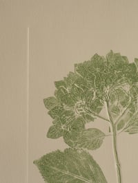 Image 2 of Hydrangea Original Botanical Monoprint - A4 - Green 