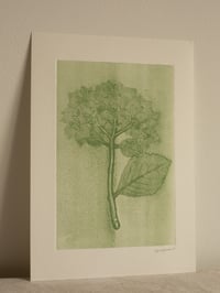 Hydrangea 2 - Original Botanical Monoprint - Ghost print - A4 