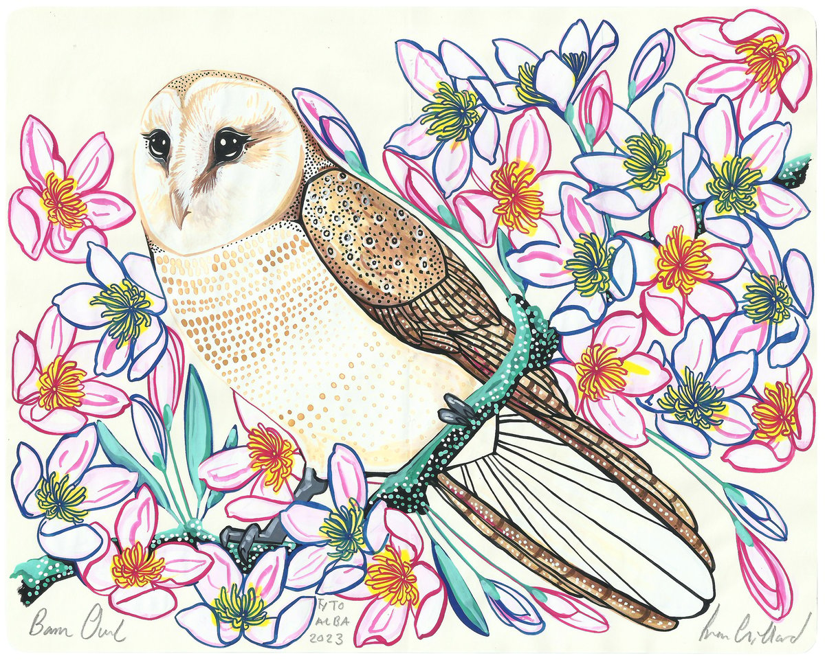 Image of Barn Owl and Clematis