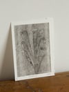 Snowdrops Ghost - A5 - Original Botanical Monoprint