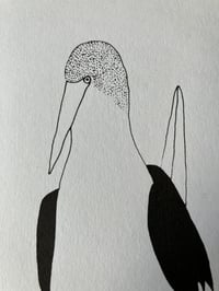 Image 2 of Blue-Footed Booby Card