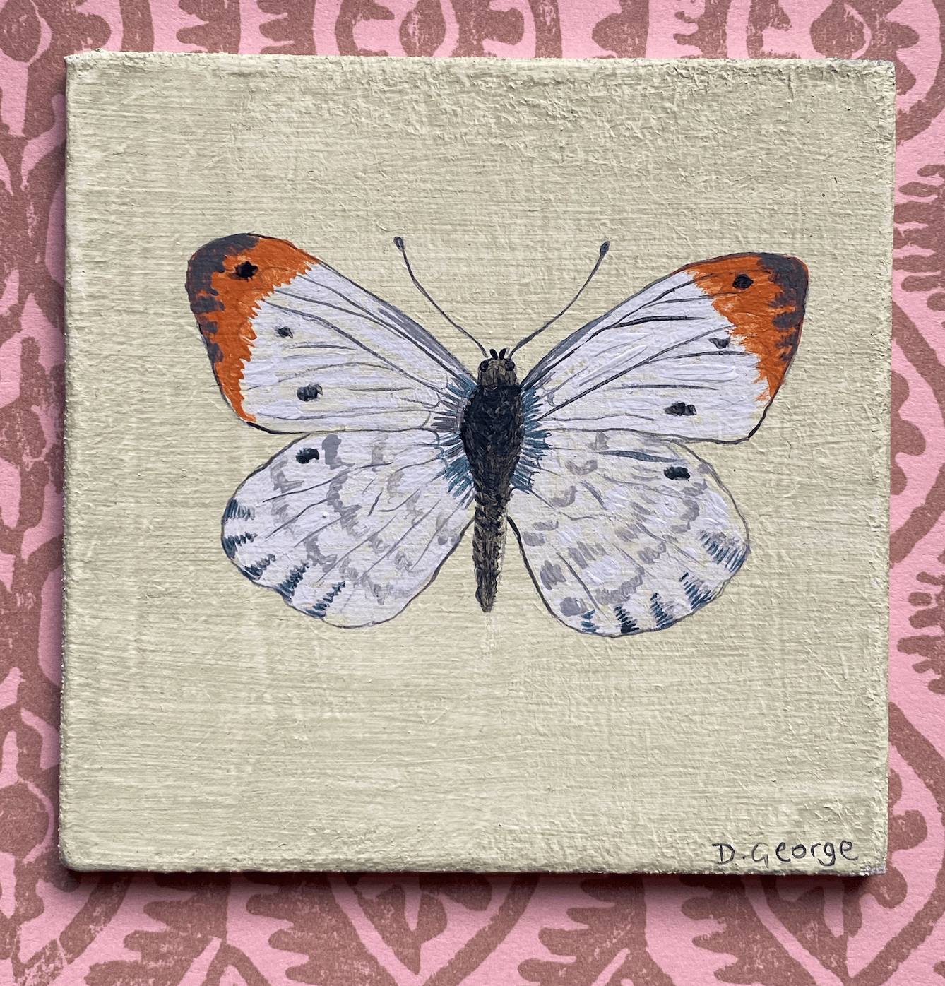 Image of Orange-tip butterfly